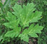 Heracleum mantegazzianum