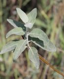 Elaeagnus angustifolia. Побег. Казахстан, г. Актау, на морском побережье. 22 июня 2021 г.
