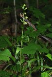 Epipactis persica