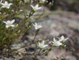 Minuartia oreina