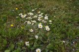 род Pyrethrum