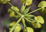 Euphorbia biumbellata. Верхушка побега с присоцветными листьями (верхний ярус). Испания, автономное сообщество Каталония, провинция Жирона, комарка Баш Эмпорда, муниципалитет Калонже, обочина дороги. 22.03.2024.