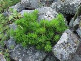 Pinus mugo. Растение на каменной россыпи. Карачаево-Черкесия, Зеленчукский р-н, долина р. Аксаут, окр. аула Красный Карачай. 24.07.2009.