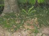 Ruscus hyrcanus. Растения в горном дубово-буковом лесу. Северо-Восточный Иран, пров. Голестан, 2 августа 2005 г.