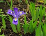 Iris lacustris