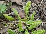 Pedicularis sceptrum-carolinum. Розетка прикорневых листьев в начале вегетации. Мурманская обл., Североморский р-н, окр. пос. Сафоново. Июнь 2008 г.