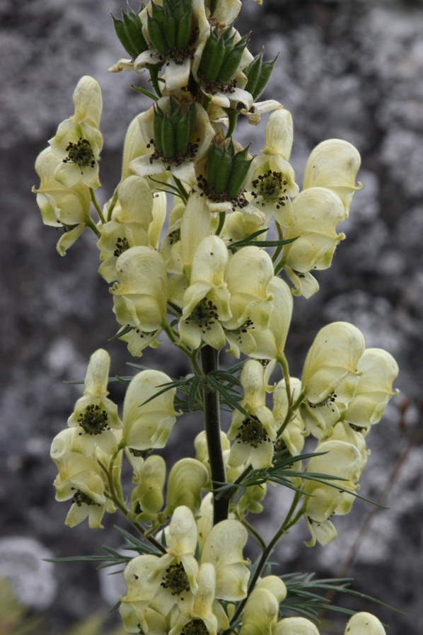 Изображение особи Aconitum nemorosum.