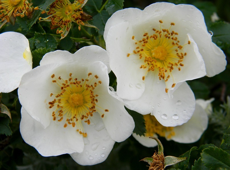 Image of Rosa spinosissima specimen.