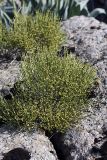Ephedra equisetina. \"Цветущее\" растение. Южный Казахстан, горы Каракус; высота 835 м н.у.м. 20.04.2012.