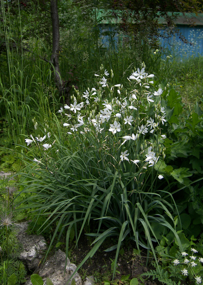 Изображение особи Anthericum liliago.