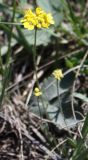 Draba sibirica. Цветущее растение. Белгородская обл., \"Ямская степь\". 02.05.2009.