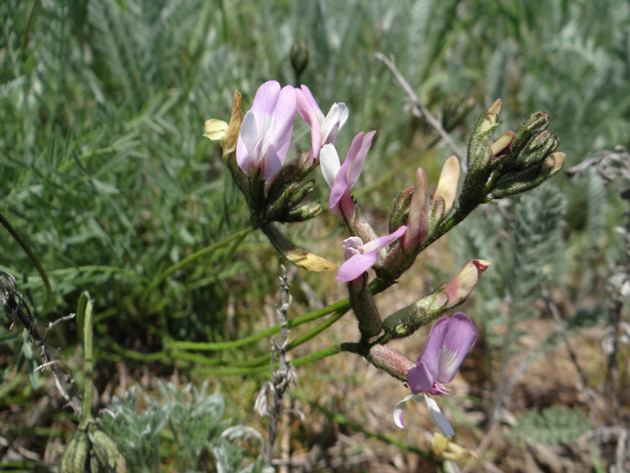 Изображение особи Astragalus ucrainicus.