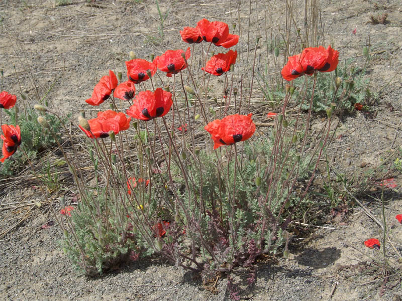 Изображение особи Papaver bipinnatum.