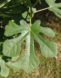 Ficus carica. Лист. Крым, г. Ялта, возле Советской площади, в городском озеленении. 20.05.2013.