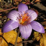 Crocus speciosus