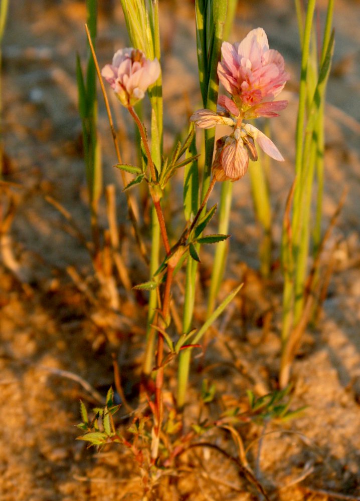 Изображение особи Trifolium philistaeum.