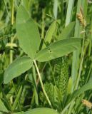 Trifolium medium