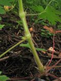 Geranium bohemicum