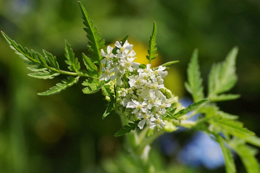 Изображение особи Anthriscus sylvestris.