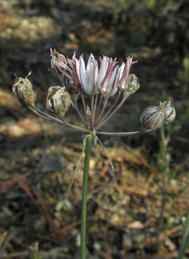 Изображение особи Allium moschatum.