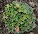 Potentilla megalantha