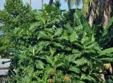 Artocarpus altilis. Верхушки взрослых растений. Андаманские острова, остров Нил. 02.01.2015.