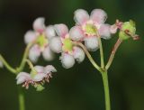 Chimaphila umbellata. Соцветия. Коми, окр. г. Сыктывкар, Алёшино, темнохвойный лес. 12.08.2014.