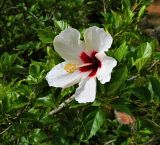 Hibiscus rosa-sinensis. Верхушка веточки с цветком. Испания, Андалусия, провинция Малага, г. Бенальмадена. Август 2015 г.