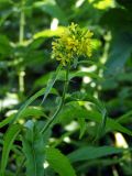 Sisymbrium strictissimum