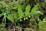 Polygonatum glaberrimum