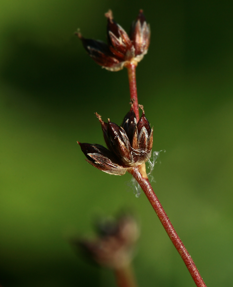 Изображение особи Juncus articulatus.