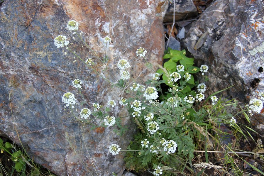 Изображение особи Sophiopsis sisymbrioides.