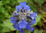 Ajuga genevensis