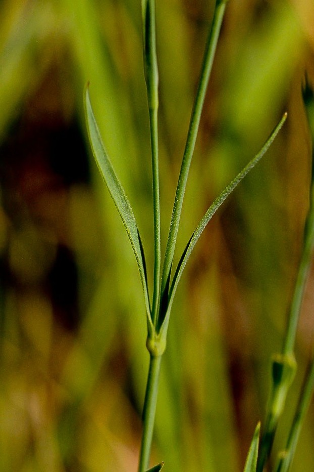 Изображение особи Dianthus versicolor.