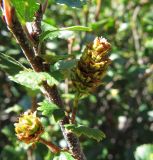 Betula rotundifolia