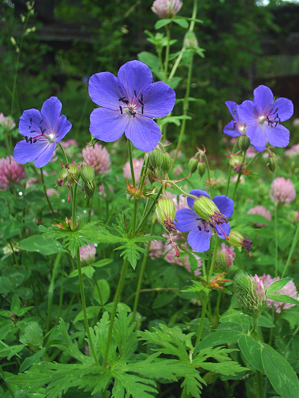 Image of Geranium pratense specimen.