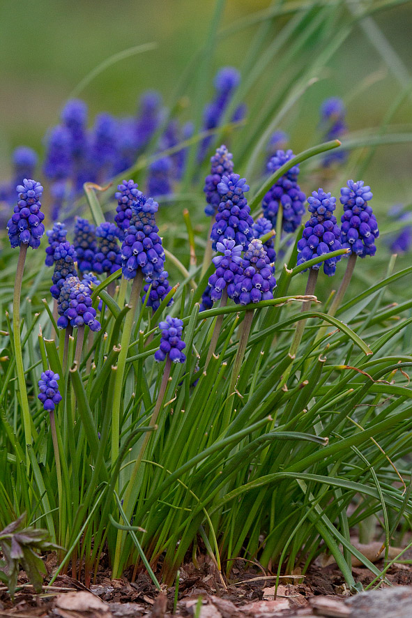 Изображение особи Muscari armeniacum.