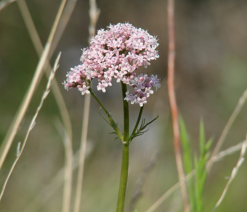 Изображение особи Valeriana alternifolia.