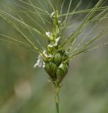 Aegilops geniculata