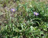 Aster amellus