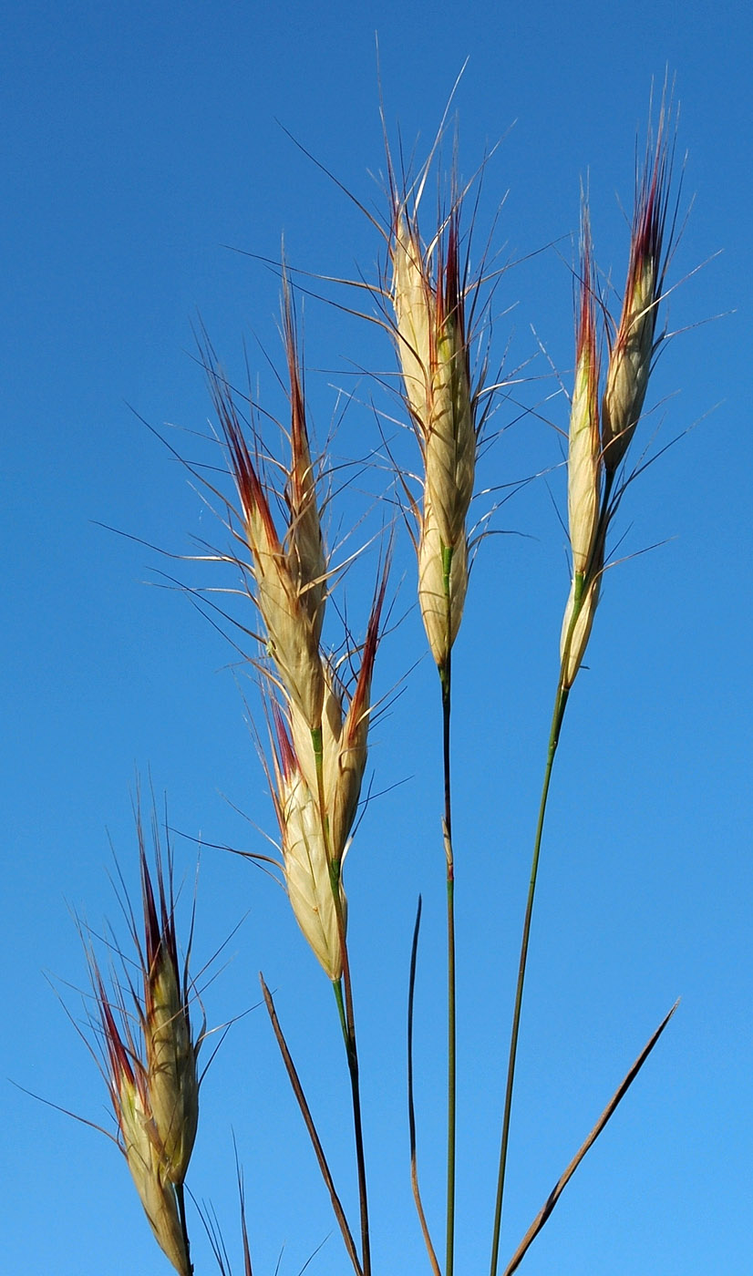 Изображение особи Bromus danthoniae.