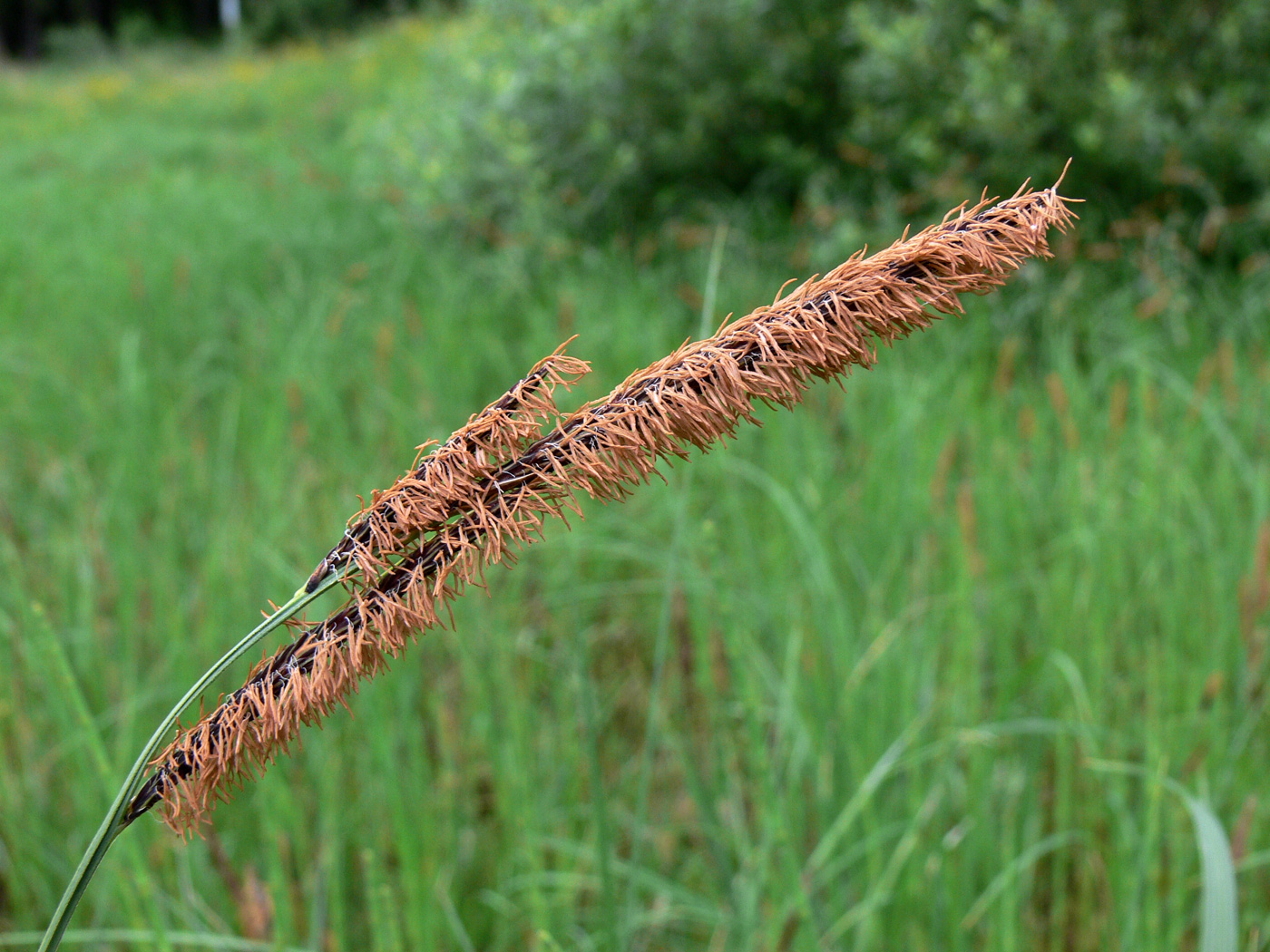 Изображение особи Carex acuta.