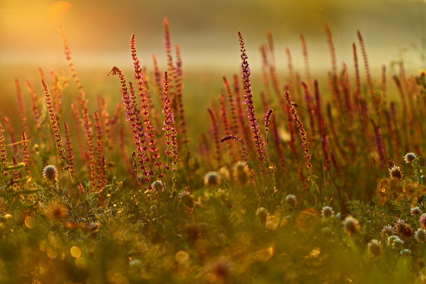 Изображение особи Salvia tesquicola.