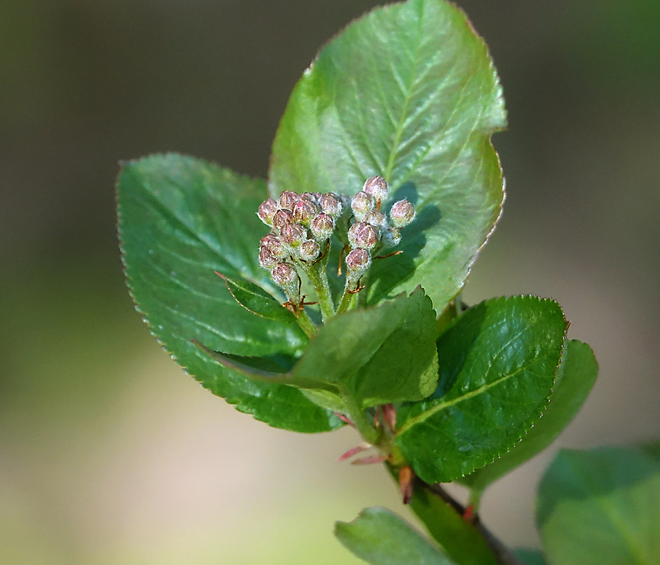 Изображение особи &times; Sorbaronia mitschurinii.