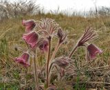 Pulsatilla ucrainica. Цветущее растение (розовая вариация) в песчаной степи. Украина, Донецкая обл., Константиновский р-н, РЛП \"Клебан-Бык\". 04.04.2010.