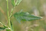 Atriplex patula