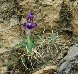 Iris timofejewii. Цветущее растение на краю скалы. Дагестан, с. Гуниб. 23.04.2010.