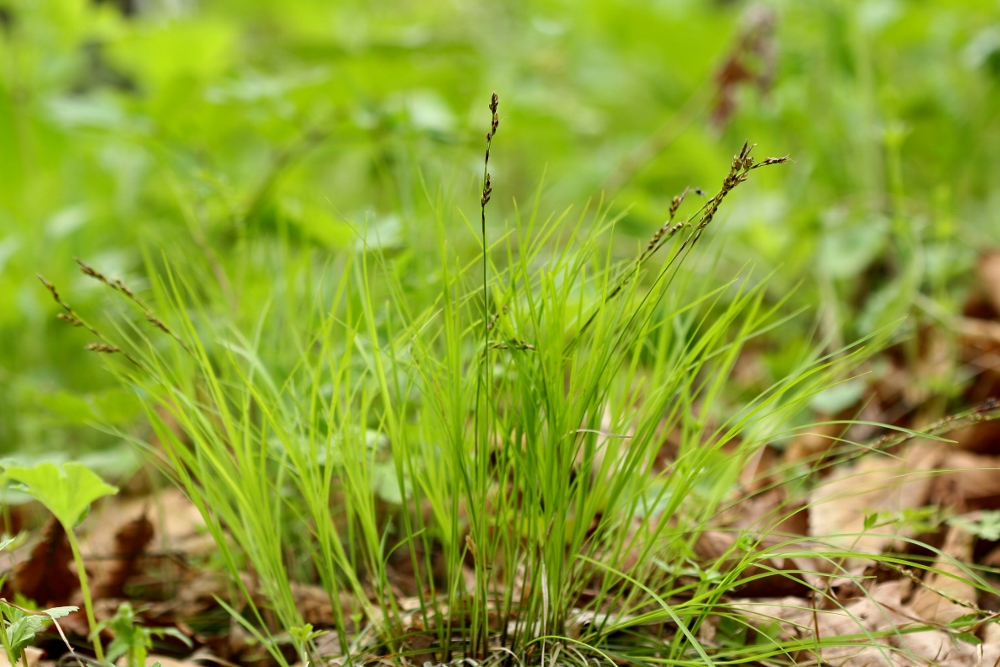 Image of Carex vorobjevii specimen.