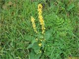 Verbascum nigrum. Цветущее растение. Украина, Ивано-Франковская обл., Долинский р-н, Старомизунский сельсовет, окр. с. Новый Мизунь, луг близ болота Ширковец. 25.09.2017.