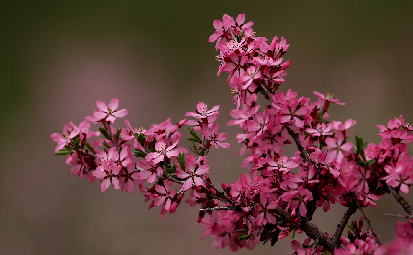 Изображение особи Amygdalus spinosissima.